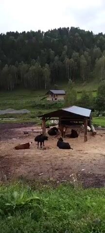 A small herd of cows are resting in a fenced-in enclosure under a simple wooden shelter with a metal roof. One brown and white cow stands in the center of the shelter, while several black cows are lying down around it. To the left, a brown cow is lying on the ground outside the shelter, and a black calf stands near it. The enclosure is made of dirt and sand. In the background, there is a wooden fence, a large pile of gravel, and a modern house. The property is situated at the base of a heavily wooded hill. The sky is overcast.