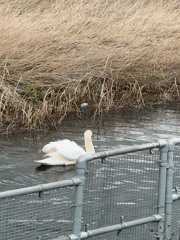 Swan spotted in Gorleston-on-Sea marshlands during evening observation