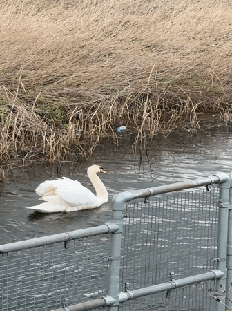 Swan spotted in Gorleston-on-Sea marshlands during evening observation