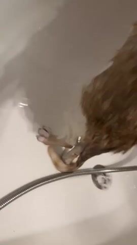 A close-up shot shows a wet, light brown and white dog's hind leg and tail in a white bathtub. The dog's paws are visible with pink paw pads. The dog is being bathed, as evidenced by the water and the presence of a metal shower hose near the bottom of the frame. A hand wearing a black grooming glove is seen gently stroking the dog's fur. The water appears slightly foamy near the drain. The lighting suggests an indoor environment.