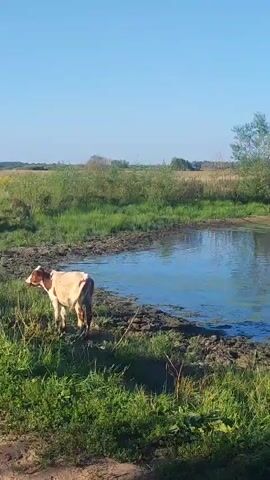 A herd of cattle are seen wading in a shallow body of water, possibly a pond or a slow-moving river, on a clear, sunny day. The water is partially covered with green algae. The surrounding environment is a grassy field with trees and reeds. The cattle appear to be moving leisurely through the water.