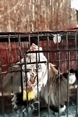 Caged birds on display in Limpung, Indonesia