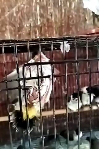 A bird is shown in a cage. The bird has white and gray feathers and a yellow chest. It appears to be struggling and its feathers are ruffled. There are other birds in the background of the cage, but they are out of focus. The cage is made of black metal bars and has a wooden perch. The background appears to be a wall with a textured pattern. The video is short and does not show any people or other interactions.