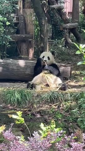 The video shows a panda sitting down eating bamboo. The panda is black and white and is in a lush green area. There are logs, trees, and plants in the background. The panda is holding the bamboo in its paws and munching on it. The scene is well-lit and the colors are vibrant.