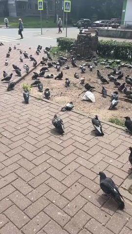 The video shows a flock of pigeons gathered on a red brick pedestrian walkway and a dirt area near a street. In the background, there are people walking on a sidewalk and crossing a street. There are also buildings, street signs, and parked vehicles visible. The pigeons are milling around, some are walking, and others are standing still. The scene appears to be an urban environment with a public space where people and pigeons are coexisting.