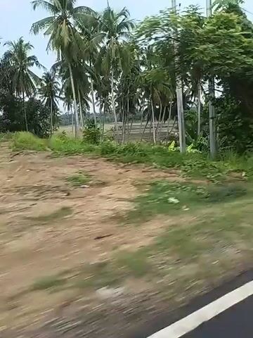 The video shows a view from a moving vehicle on a paved road. The vehicle is traveling through a lush, green environment with dense vegetation and palm trees lining the side of the road. The road appears to be a two-lane highway with a white line marking the lanes. The sky is overcast. The camera is positioned to show the right side of the road and the passing scenery. The video captures the motion of the vehicle and the blurred appearance of the vegetation as it goes by.