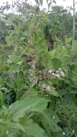 The video shows a close-up view of green foliage and small white flowers. The camera is static and there is no discernible sound. The lighting suggests it is daytime, possibly overcast. There are no people or animals visible.
