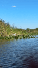 Peaceful wetland scene with heron observed in South Florida