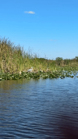 Peaceful wetland scene with heron observed in South Florida