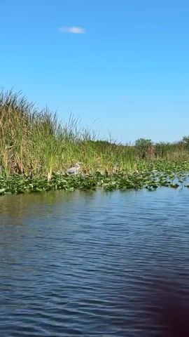 The video presents a serene outdoor scene. Still water with gentle ripples extends toward tall green reeds and lily pads that line the bank. A single, long-legged bird, likely a heron, stands amongst the lily pads, its body displaying shades of gray and white. Above, a clear, blue sky is dotted with a couple of small, fluffy clouds.
