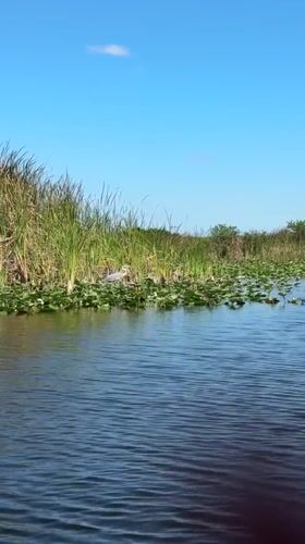 Peaceful wetland scene with heron observed in South Florida