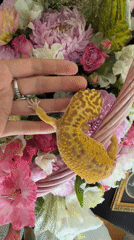 Leopard gecko and still life close-ups, rural Belarus
