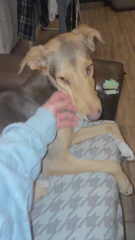 A person is petting a dog that is lying on a cushion on top of a brown leather couch. The dog has a brown-gray back with tan legs, face, and chest. It has white tips on its toes. The cushion has a white and gray geometric pattern. The couch has a rip in the corner. The person is wearing a gray sweatshirt. Clothes are hanging on a clothing rack in the background.
