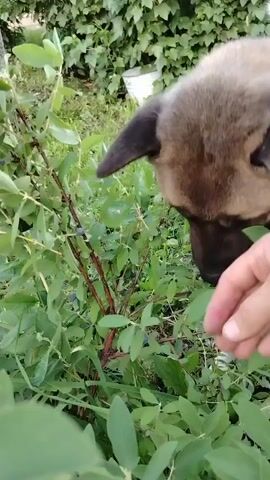 The video shows a close-up of a dog sniffing a bush with berries. The dog has tan and brown fur and large ears. The bush has green leaves and small, dark blue berries. The setting appears to be outdoors, with lush greenery in the background, possibly a garden or natural area. The lighting suggests it could be daytime, with soft natural light. The dog seems curious and engaged in exploring the bush. There is no visible text in the video. The audio consists of sounds of a dog sniffing and a person speaking in Russian, with phrases like "Yes, go ahead," and "Yes, tasty berry."