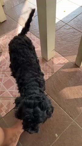 A black poodle mix dog is visible in the foreground, with its hindquarters angled away from the camera. The dog's tail is curled upwards and its fur appears shaggy. The dog is standing on a tiled floor with a geometric pattern, in an outdoor setting. Sunlight casts shadows across the floor. A person's bare foot is visible on the left side of the frame, near the dog. A portion of a wooden table leg is in the center, and another table leg is on the right. The dog turns its head to look at the camera, and briefly licks its nose. The dog is then seen from the side, facing away from the camera again, as the person's legs come into view in the foreground. The dog appears to be interacting with the person.