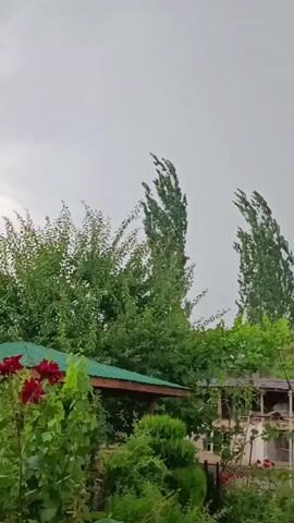 The video shows a slightly windy day with trees and grapevines swaying. There is a small house with a tiled roof and several windows. A covered porch with wooden supports is visible on the left side of the house. Greenery, including bushes and flowers, fills the foreground. The sky is overcast, suggesting cloudy weather. There are no people or animals visible in the footage.