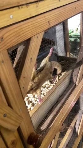 A wooden enclosure, possibly a cage or habitat, is visible with wire mesh panels. Inside, a small, light-colored animal with a furry tail is partially visible, reaching into the enclosure. The enclosure appears to be filled with a light-colored, pellet-like substance, possibly bedding or food. The lighting suggests an indoor setting, possibly with natural light from a window or open area. The camera is focused on the animal and the enclosure, with the wooden structure dominating the foreground. The video is short, showing a few seconds of the animal's movement and the enclosure.