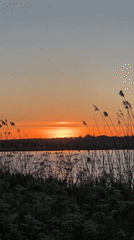 Sunset swan gathering captured at Ukrainian lakeside in Reniv