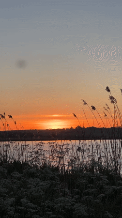 Sunset swan gathering captured at Ukrainian lakeside in Reniv