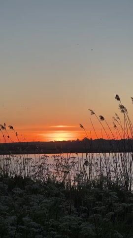 The video shows a tranquil landscape at sunset. Tall, slender reeds and delicate white wildflowers line the edge of a calm body of water, possibly a lake or pond. Silhouetted trees and a gently rolling horizon are visible in the distance. The sky is a gradient of colors, shifting from pale blue at the top to vibrant orange and red near the horizon where the sun is setting, casting a warm glow on the water's surface.  There are numerous small flying insects in the air, particularly near the sunset. The camera is still.