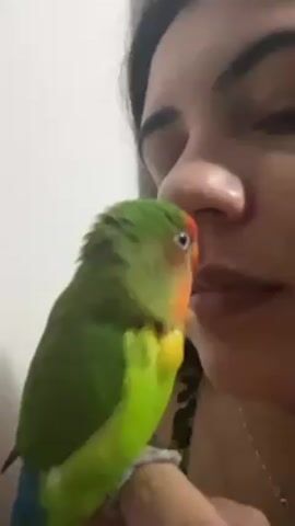 A video shows a woman holding a small, colorful parrot close to her face. The parrot is predominantly green with a red forehead, orange cheek, and yellow underbelly. The woman has dark hair and is wearing a thin necklace. The parrot appears to be nibbling or gently touching the woman's lips and nose with its beak. The background is a plain white wall.