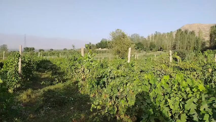 The video shows a vineyard with rows of grapevines. The vines are lush and green, with many leaves. The vineyard is in a rural setting, with trees and hills in the background. The sky is blue and clear. The sun is shining, casting a warm glow on the scene. The camera is moving slowly through the vineyard, giving the viewer a sense of immersion. There are no people or animals visible in the video. The overall impression is one of peace and tranquility.