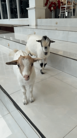 Baby goats and animals around a Ko Samui villa