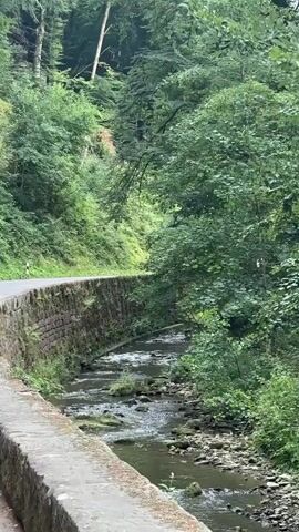 This is a vertical video shot from a moving vehicle on a road that curves to the left. To the left of the road is a stone wall. To the right of the wall and road is a shallow, rocky stream. Beyond the stream is a steep, densely wooded hillside covered in green trees and undergrowth. The trees are tall and appear to be deciduous, with a mix of lighter and darker green foliage. The sky is overcast, and the lighting is diffused. The road appears to be paved and has a white line marking its edge. There are no people or other vehicles visible in the frame. The overall impression is of a serene, natural environment.
