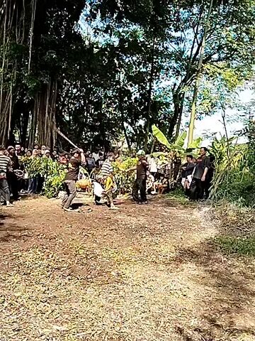 A video shows a traditional stick-fighting event occurring in an outdoor setting. Two men are engaged in a fight, using sticks to strike each other. They are surrounded by a crowd of onlookers. The crowd is gathered behind a line of greenery, partially obscuring their view. The location appears to be a semi-rural area with trees and vegetation in the background. The ground is mostly dirt with some grass. The weather seems sunny, and the light is bright.