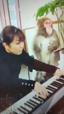 The video shows a woman playing a piano while a monkey stands behind her. The woman is wearing a black shirt with white gloves. She is focused on the keyboard, and her fingers are moving across the keys. The piano is white and has black keys. The monkey is standing on its hind legs behind her. It has light brown fur and a red face. It is looking at the woman. There is a potted plant next to the monkey. The scene takes place indoors.