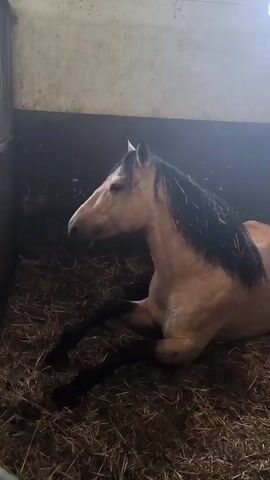 A short video clip shows a light brown horse with a dark mane and tail lying down on a bed of hay. The horse's front and hind legs are tucked under its body, and its head is held up, looking towards the left side of the frame. The stable stall has dark lower walls and lighter upper walls, suggesting an indoor setting. Light illuminates the horse and the upper part of the wall. The horse appears calm and relaxed. At 0:03, the horse makes a distinct snorting or exhaling sound. No people or visible text are present in the video. The scene takes place within a stable, consistent with its implied location in Olèrdola, Spain.