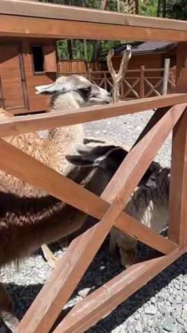 Two llamas are visible behind a wooden fence. The llama on the left is light-colored with a white face and black eyes. Its head is peeking over the fence. The llama on the right is mostly brown with a shaggy coat. A person's hand is seen petting the head of the llama on the right. The ground is covered in gravel. In the background, there are wooden structures that appear to be part of an enclosure or farm. Sunlight indicates it is daytime.