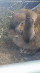 Rabbit feeding session documented in Izhevsk, Russia