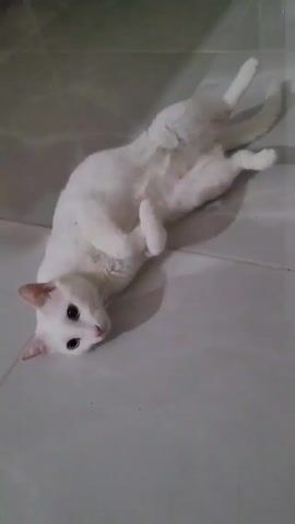 The video shows a white cat lying on its back on a tile floor. The cat's eyes are open and looking toward the camera. Its paws are curled up, and its belly is exposed. The background is out of focus, but appears to be a wall.