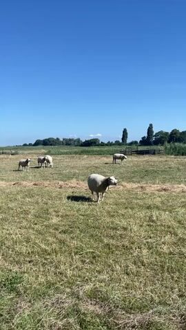 A flock of sheep grazes in a grassy field under a clear blue sky. One sheep in the foreground turns its head to the right. In the background, a few more sheep are visible scattered across the field. Trees line the horizon, and a fence can be seen in the distance. The grass appears dry and patchy.