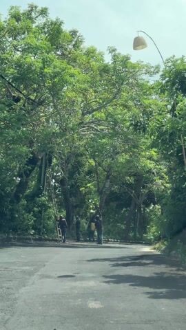 The video shows four people working on a tall tree next to a road. One person is climbing a ladder propped against the tree's trunk, while the other three stand on the road below, appearing to support the ladder or offer assistance. The tree is large and leafy, with branches extending over the road. Overhead power lines are visible through the tree's canopy. The road is paved and stretches away from the camera. The sky is partially visible through gaps in the foliage.