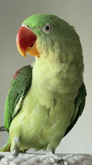 Green parrot at home in Moscow, very comfortable