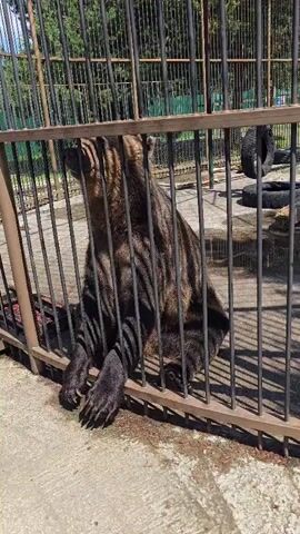 A brown bear sits in an enclosure, with its paws resting on the lower horizontal bars. The bear extends its tongue through the bars and appears to be reaching for something held by an unseen person. The enclosure has a dirt floor and is surrounded by metal bars. In the background, there are trees and a discarded tire. The sun is shining.