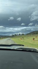 Rural traffic passes grazing horses near Russian village