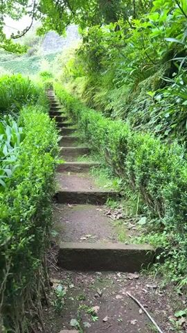 The video shows a set of stone steps leading uphill through a lush, green garden. The steps are flanked by hedges and dense vegetation. The background reveals more greenery and a stone wall at the top of the hill. The video captures a natural, overgrown aesthetic with a pathway through the foliage.
