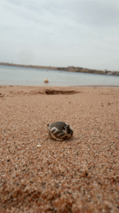Hermit crab spotted by family on Red Sea beach