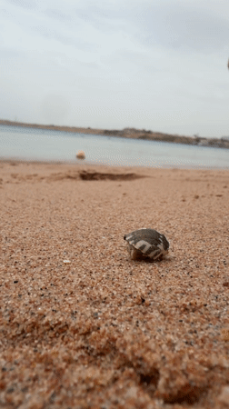 Hermit crab spotted by family on Red Sea beach