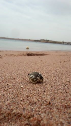 Hermit crab spotted by family on Red Sea beach