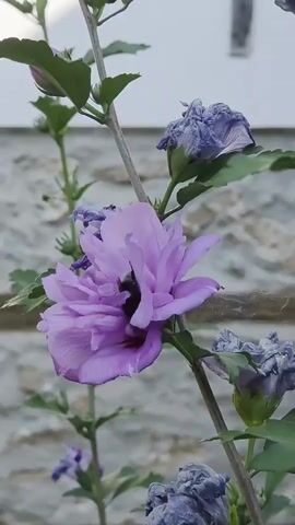 A bee is shown collecting pollen from a light purple hibiscus flower. The bee is black and yellow striped and crawls into the center of the flower. After a few seconds, it emerges and flies away. The flower is part of a larger plant with green leaves. In the background, a stone wall and a white building are visible. There are also some withered purple hibiscus flowers on the plant.