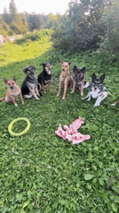 Dogs fed raw meat on a grassy lawn in Nizhny Tagil