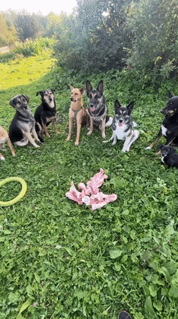 Dogs fed raw meat on a grassy lawn in Nizhny Tagil