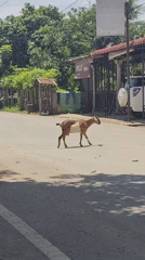 Goat crosses the road, bicycle coming the other way