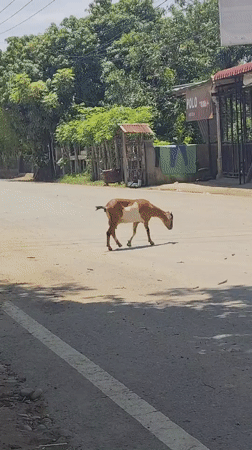 Goat crosses the road, bicycle coming the other way
