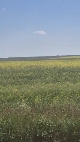 A brief video shows a wide-angle view of a rural landscape on a sunny day. The foreground consists of a dirt path with tire tracks. Beyond the path is a field of green and yellow vegetation, possibly crops or wildflowers, stretching towards a distant treeline. The sky is clear blue with a few small, white clouds. The camera appears to be moving slightly, giving a sense of gentle motion through the scene. No people or animals are visible.