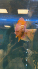 Aquarium fish and waterfalls captured on video in Pleven